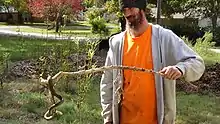 Image 13Snake coiled on a stick in Oklahoma. It was brumating in a large pile of wood chips, found by this landscaper after he bulldozed the pile in late autumn 2018. (from Snake)