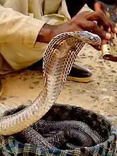 Image 36The Indian cobra is the most common subject of snake charmings. (from Snake)