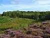 Snelsmore Common