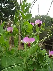 Snow pea flowers