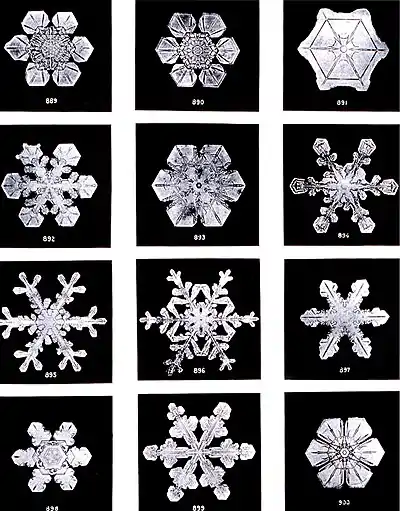 Image 17SnowPhoto credit: Wilson BentleyPlate XIX of "Studies among the Snow Crystals ... " by Wilson Bentley (1902), the first person known to photograph snowflakes. He did so by catching an individual snowflake on a blackboard, rushing it onto some black velvet, which he would then photograph using a bellows camera he had attached to a microscope. His first photograph of a snowflake was on January 15, 1885 and he would capture over 5000 images of crystals in his lifetime. Bentley also photographed all forms of ice and natural water formations including clouds and fog. He was the first American to record raindrop sizes and was one of the first cloud physicists.