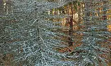 Dead spruces that have succumbed to Cytospora canker found in McIntyre Wild Area, Loyalsock State Forest, Lycoming County, Pennsylvania. Resin oozes from the cankers, solidifying into a thick, whitish mass resembling snow or hoar frost.