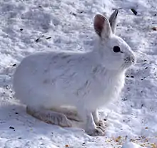 Lepus americanus