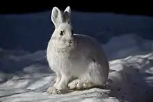 A snowshoe hare sitting on snow