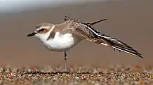 Snowy Plover