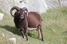 Soay sheep