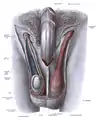 Dissection showing the fascia of the penis as well as several surrounding structures