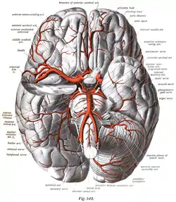 Cerebral arteries seen from beneath. Anterior cerebral artery visible at centre.