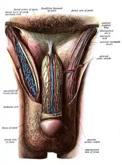 Image showing innervation and blood-supply of the human male external genitalia