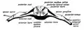 The spinal cord showing how the anterior and posterior roots join in the spinal nerves.