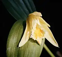 Sobralia fragrans