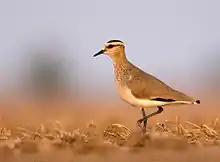 Image 17The critically endangered sociable lapwing (from Wildlife of Jordan)