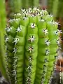 Soehrensia candicans 'Brevispinulosus'