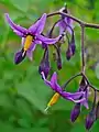 Tomatidenol is found, among other things, in the leaves of the bittersweet nightshade (Solanum dulcamara). This plant species belongs to the nightshade genus. Tomatidenol forms the main alkamin in the species of Solanum dulcarama, which are native to Europe.