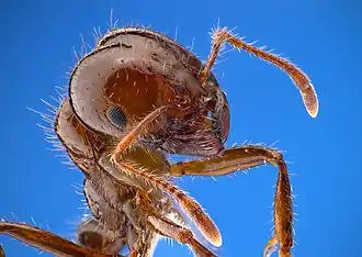 Image 18Closeup of a fire ant, showing fine sensory hairs on antennae (from Insect morphology)