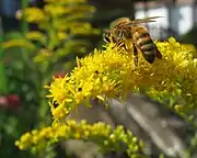 S. altissima with a pollinator