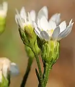 Flowerheads