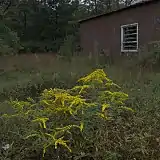 Growing in a ruderal habitat