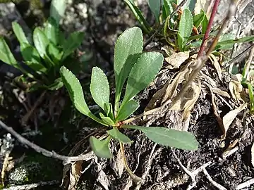 Basal leaves