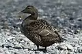 Common eider (female) on the dune, Heligoland