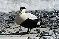 Common eider (male) on the dune, Heligoland