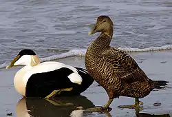 Adult male left, female right