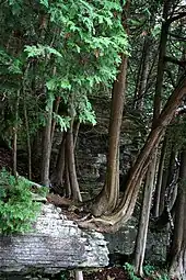 Eastern white cedars, Thuja occidentalis