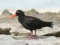 Sooty oystercatcher standing on rocks