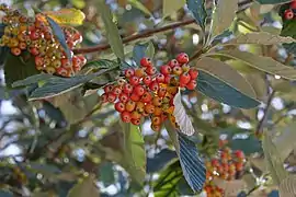 Foliage and fruit