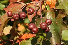 Ripe fruit