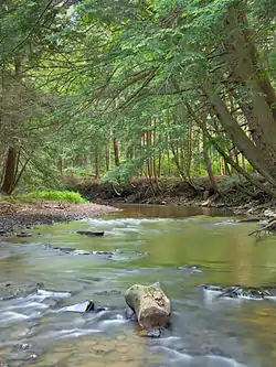 South Branch Tionesta Creek within the Allegheny National Forest in the township,June 2011