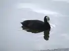 A coot in South Park