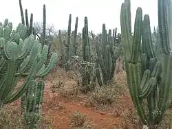 South San Ciro De Acosta, SLP