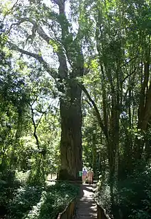 A very large tree of A. falcatus.