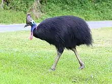 The southern cassowary is the largest extant bird in Oceania weighing up to 85 kg (187 lb).