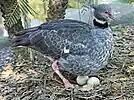 Sitting on two eggs.