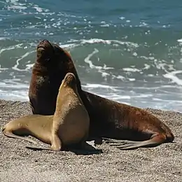 Brown seal