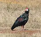 Foraging in short grassland, KwaZulu-Natal