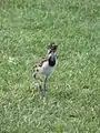 Southern lapwing chick