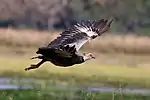 In flight, the Pantanal, Brazil