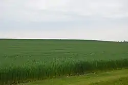 Wheat field on Southwest Road