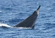 Sowerby's beaked whale breaching