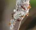 Apefly second-instar caterpillar