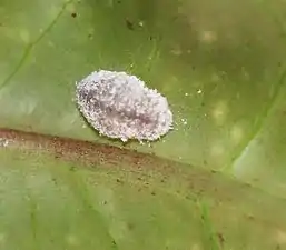 Final-instar caterpillar