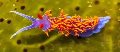 Spanish Shawl near Los Osos, California