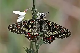 Spanish festoon(Zerynthia rumina),tribe Zerynthiini