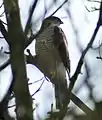 Sparrowhawk, Accipiter nisus