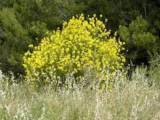 Weaver's broom (Catalan: Ginesta)