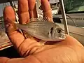 Sea bream