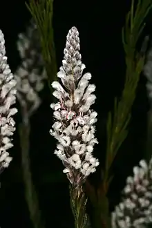 Spatalla propinqua